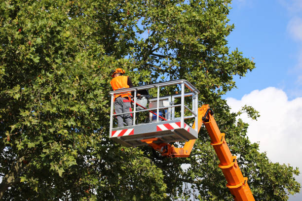 Best Hedge Trimming  in Crestline, OH